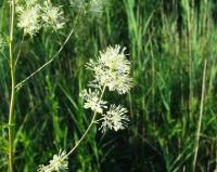 Thalictrum flavum subsp. flavum