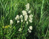 Thalictrum flavum subsp. flavum