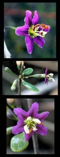 Lycium barbarum