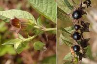 Atropa belladonna