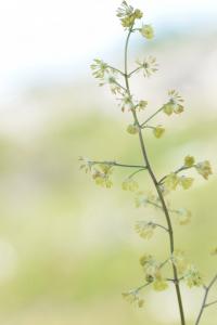 Thalictrum minus subsp. minus