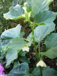 Physalis alkekengi