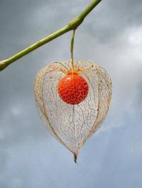 Physalis alkekengi