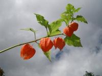 Physalis alkekengi