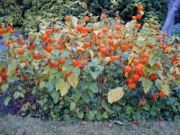 Physalis alkekengi