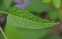 Solanum dulcamara