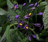 Solanum dulcamara