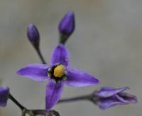 Solanum dulcamara