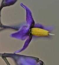 Solanum dulcamara