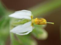 Solanum sarrachoides