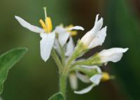 Solanum sarrachoides