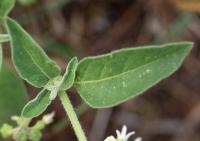 Solanum sarrachoides