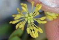 Thalictrum minus subsp. minus