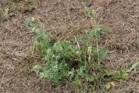 Solanum sarrachoides