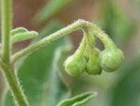 Solanum sarrachoides