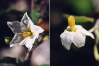 Solanum villosum