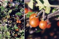 Solanum villosum