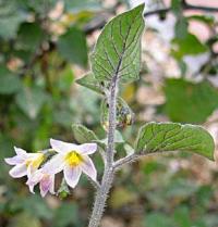 Solanum villosum