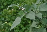 Solanum nigrum