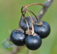 Solanum nigrum