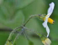 Solanum nigrum