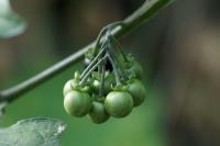 Solanum chenopodioides