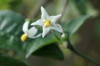 Solanum chenopodioides