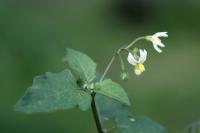 Solanum chenopodioides