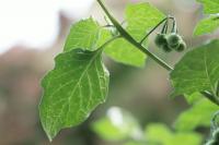 Solanum chenopodioides
