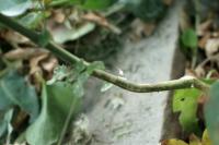 Solanum chenopodioides