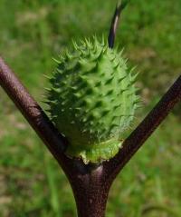 Datura stramonium