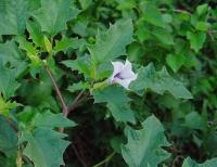 Datura stramonium