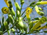 Nicotiana glauca