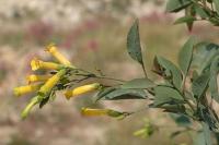 Nicotiana glauca