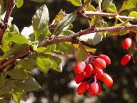 Berberis vulgaris