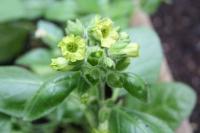 Nicotiana rustica