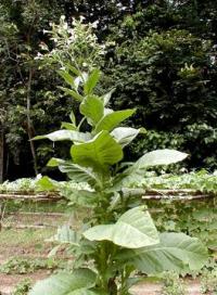 Nicotiana rustica