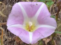 Calystegia soldanella