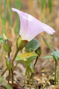 Calystegia soldanella