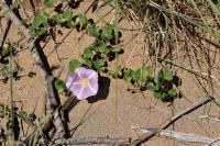 Calystegia soldanella