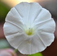 Calystegia sepium subsp. sepium