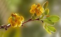 Berberis vulgaris