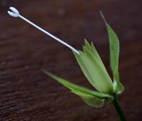 Calystegia sepium subsp. sepium