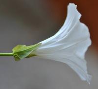 Calystegia sepium subsp. sepium