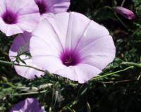 Convolvulus althaeoides subsp althaeoides