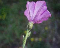 Convolvulus althaeoides subsp althaeoides