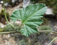 Convolvulus althaeoides subsp althaeoides