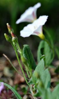 Convolvulus arvensis