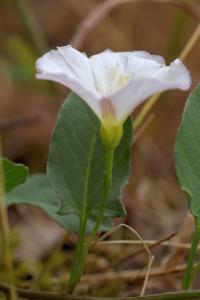 Convolvulus arvensis