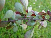 Berberis vulgaris